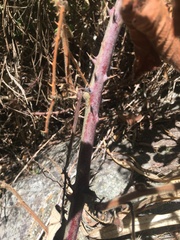 Rubus fruticosus