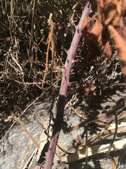 Rubus fruticosus
