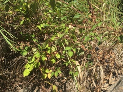 Rubus fruticosus