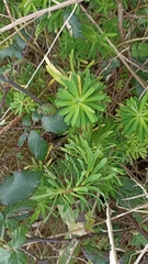 Euphorbia azorica