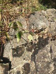 Rubus fruticosus