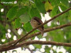 Malacoptila panamensis