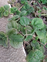 Pilea nummulariifolia