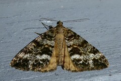 Pseudocoremia lactiflua