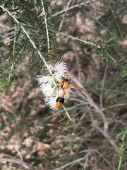 Delta bicinctum