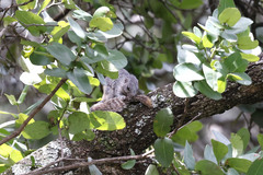 Heliosciurus mutabilis