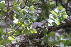 Heliosciurus mutabilis