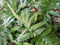 Asplenium lyallii