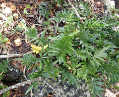Asplenium lyallii