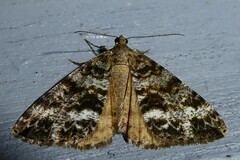 Pseudocoremia lactiflua