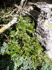 Asplenium lyallii