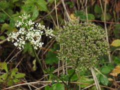 Selinum carvifolia