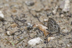 Leptotes
