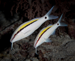 Parupeneus barberinus