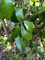Croton cascarilloides