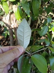 Croton cascarilloides