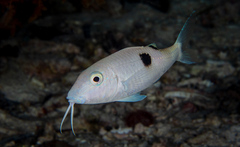 Parupeneus pleurostigma