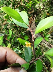 Persoonia laurina