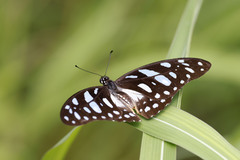 Graphium leonidas