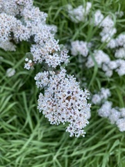 Ceanothus megacarpus