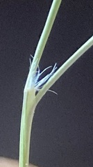 Rytidosperma maculatum