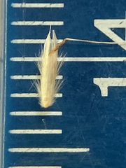 Rytidosperma maculatum