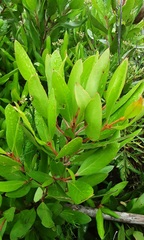 Persoonia laurina