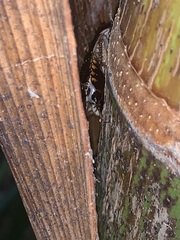 Periplaneta australasiae