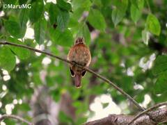 Malacoptila panamensis