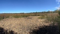 Machaerina articulata