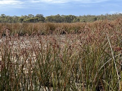Machaerina articulata