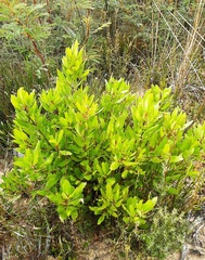 Persoonia laurina