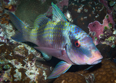 Parupeneus crassilabris