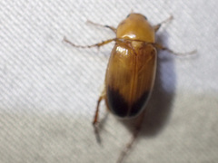 Phyllotocus macleayi