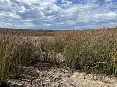 Machaerina articulata