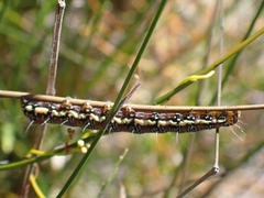 Hecatesia fenestrata