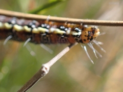 Hecatesia fenestrata