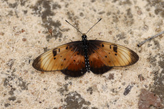 Acraea natalica