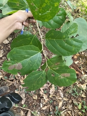 Cordia dichotoma