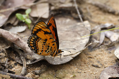 Byblia anvatara