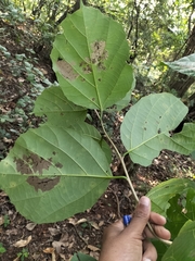 Cordia dichotoma
