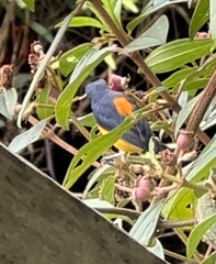 Dicaeum trigonostigma