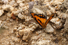 Byblia anvatara