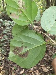 Cordia dichotoma