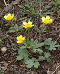 Ranunculus polyrhizos