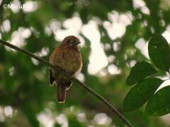 Malacoptila panamensis