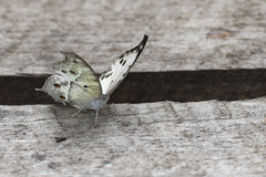 Protogoniomorpha parhassus