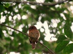 Malacoptila panamensis