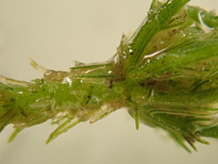 Chara aculeolata