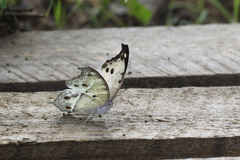Protogoniomorpha parhassus